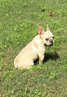 Salt, a female French Bulldog for sale in Florence, AL – 4 of 10
