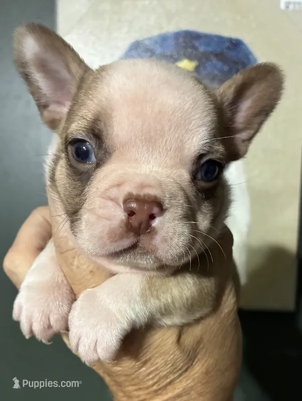 INK – French Bulldog puppy for sale in Florence, AL