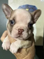 INK, a male French Bulldog for sale in Florence, AL – 1 of 10