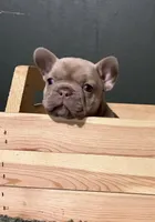 DINK, a male French Bulldog for sale in Florence, AL – 8 of 9
