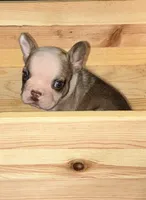 INK, a male French Bulldog for sale in Florence, AL – 7 of 10