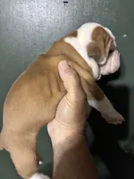 Thing 1, a female Valley Bulldog for sale in Florence, AL – 3 of 7