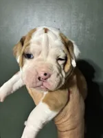 Thing 1, a female Valley Bulldog for sale in Florence, AL – 4 of 7