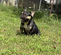 Pepper, a female French Bulldog for sale in Florence, AL – 6 of 10