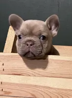 DINK, a male French Bulldog for sale in Florence, AL – 6 of 9