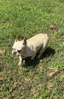 Salt, a female French Bulldog for sale in Florence, AL – 10 of 10