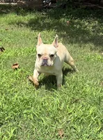 Salt, a female French Bulldog for sale in Florence, AL – 1 of 10