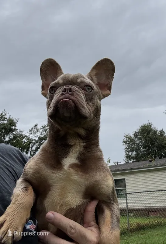 Dracula – French Bulldog puppy for sale in Florence, AL