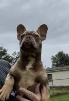 Dracula, a male French Bulldog for sale in Florence, AL – 1 of 10