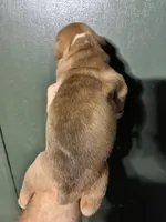 Thing 1, a female Valley Bulldog for sale in Florence, AL – 7 of 7