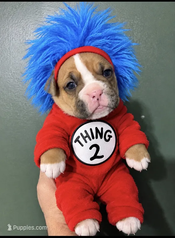 Thing 1 – Valley Bulldog puppy for sale in Florence, AL