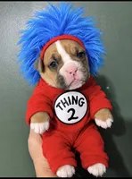 Thing 1, a female Valley Bulldog for sale in Florence, AL – 1 of 7