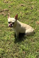 Salt, a female French Bulldog for sale in Florence, AL – 6 of 10