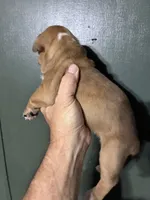Thing 1, a female Valley Bulldog for sale in Florence, AL – 5 of 7