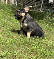 Pepper, a female French Bulldog for sale in Florence, AL – 8 of 10