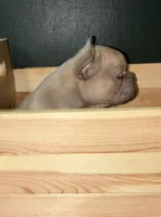 DINK, a male French Bulldog for sale in Florence, AL – 2 of 9