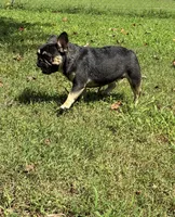 Pepper, a female French Bulldog for sale in Florence, AL – 5 of 10