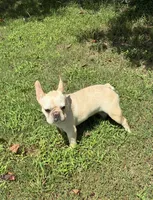 Salt, a female French Bulldog for sale in Florence, AL – 5 of 10