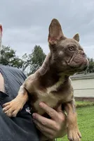 Dracula, a male French Bulldog for sale in Florence, AL – 5 of 10