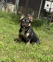 Pepper, a female French Bulldog for sale in Florence, AL – 4 of 10