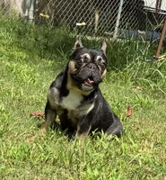 Pepper, a female French Bulldog for sale in Florence, AL – 2 of 10