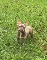 Dracula, a male French Bulldog for sale in Florence, AL – 9 of 10