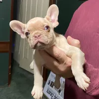 Elvira, a female French Bulldog for sale in Florence, AL – Photo 2 of 4