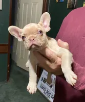 Elvira, a female French Bulldog for sale in Florence, AL – Photo 2 of 4