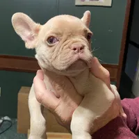 Elvira, a female French Bulldog for sale in Florence, AL – Photo 3 of 4