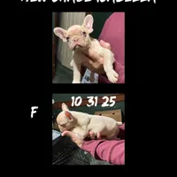 Elvira, a female French Bulldog for sale in Florence, AL – Photo 4 of 4