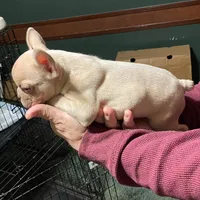 Elvira, a female French Bulldog for sale in Florence, AL – Photo 1 of 4