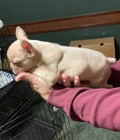 Elvira, a female French Bulldog for sale in Florence, AL – Photo 1 of 4