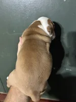 Thing 1, a female Valley Bulldog for sale in Florence, AL – 7 of 7