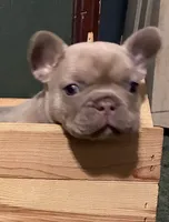 DINK, a male French Bulldog for sale in Florence, AL – 5 of 9