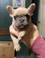 Werewolf, a male French Bulldog for sale in Florence, AL – Photo 1 of 6