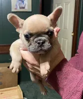 Werewolf, a male French Bulldog for sale in Florence, AL – Photo 6 of 6