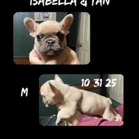 Werewolf, a male French Bulldog for sale in Florence, AL – Photo 4 of 6