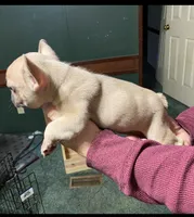 Werewolf, a male French Bulldog for sale in Florence, AL – Photo 3 of 6