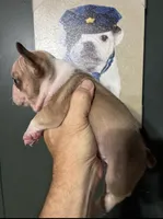 INK, a male French Bulldog for sale in Florence, AL – 2 of 10