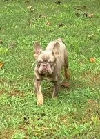 Dracula, a male French Bulldog for sale in Florence, AL – 7 of 10