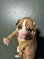 Thing 1, a female Valley Bulldog for sale in Florence, AL – 6 of 7
