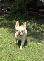 Salt, a female French Bulldog for sale in Florence, AL – 8 of 10