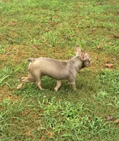 Dracula, a male French Bulldog for sale in Florence, AL – 10 of 10