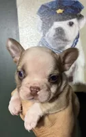 INK, a male French Bulldog for sale in Florence, AL – 9 of 10