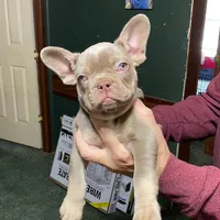 Dracula, a male French Bulldog for sale in Florence, AL – Photo 2 of 6