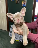 Dracula, a male French Bulldog for sale in Florence, AL – Photo 2 of 6
