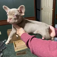 Dracula, a male French Bulldog for sale in Florence, AL – Photo 3 of 6