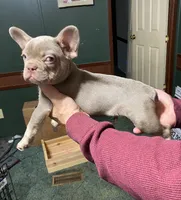 Dracula, a male French Bulldog for sale in Florence, AL – Photo 3 of 6
