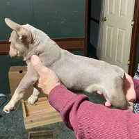 Dracula, a male French Bulldog for sale in Florence, AL – Photo 1 of 6