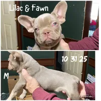 Dracula, a male French Bulldog for sale in Florence, AL – Photo 6 of 6